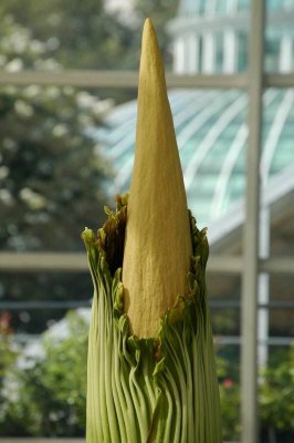 Amorphophallus titanum