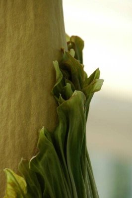 Amorphophallus titanum