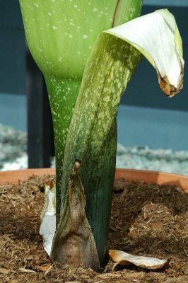 Amorphophallus titanum