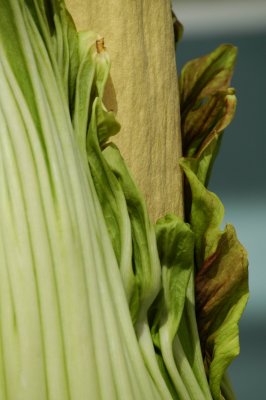 Amorphophallus titanum