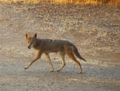 Coyote 1A.jpg