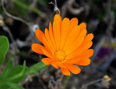 Flower 4A.jpg