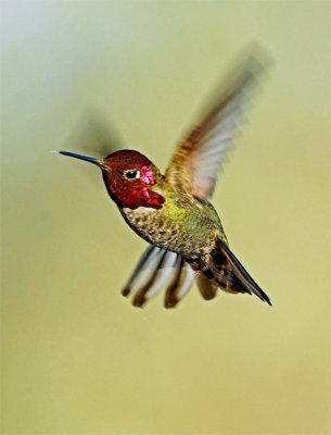 Hummingbird (2)A .jpg