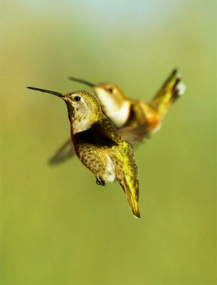 Hummingbird (3)A.jpg