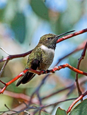 Hummingbird (5)A.jpg