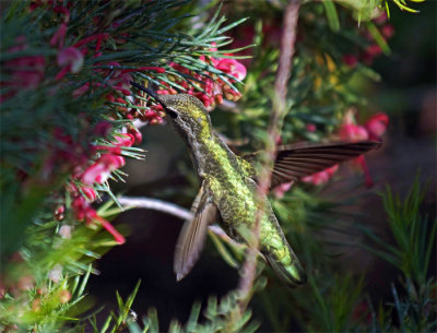 Hummingbird 10A.jpg