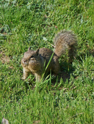 Squirrel 5A.jpg