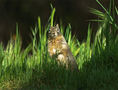 Squirrel 8A.jpg