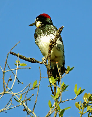Woodpecker 1A.jpg