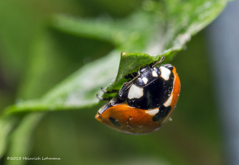 K5G9464-Lady Bug.jpg