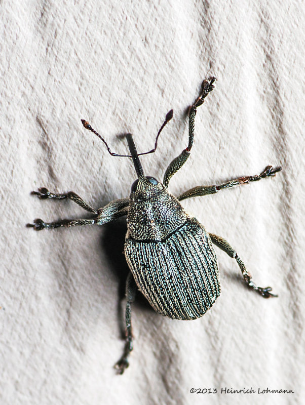 K5G9502-Unidentified Wevill.jpg