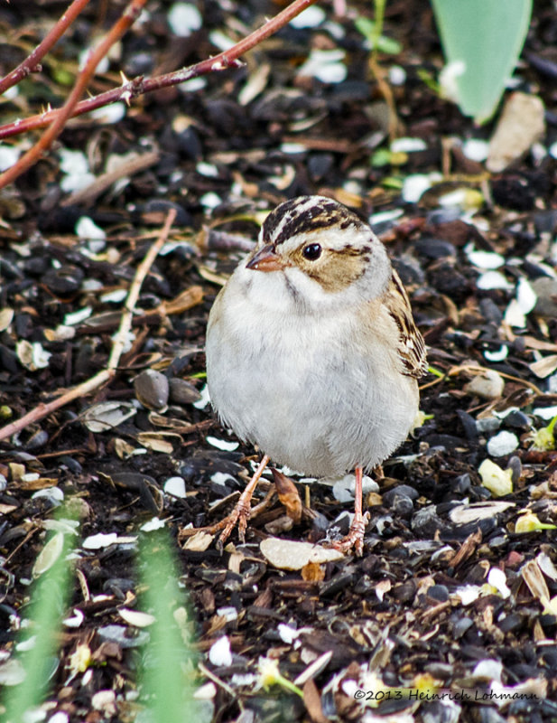 K5G9686-Clay-colored Sparrow.jpg