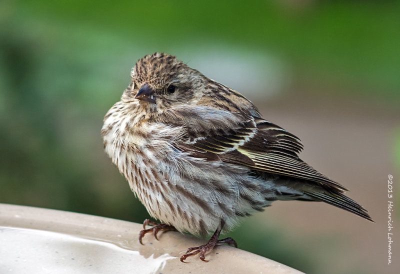 IGP0167-Pine Siskin.jpg