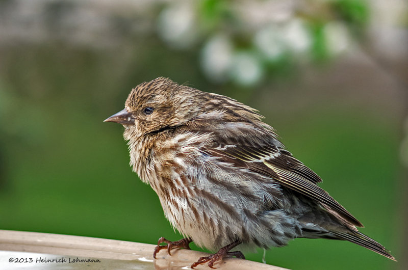 IGP0168-Pine Siskin.jpg