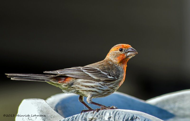 K5H5339-House Finch male.jpg