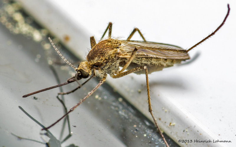 K5H5664-Mosquito.jpg