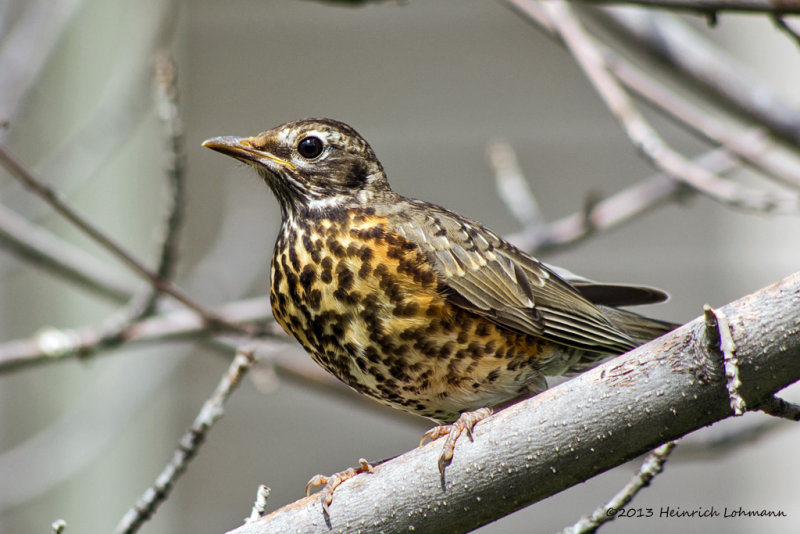 K5H5769-Robin (juvenile).jpg