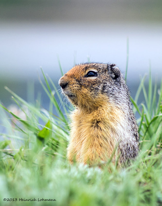 K5H0268-Columbian Ground Squirrel.jpg