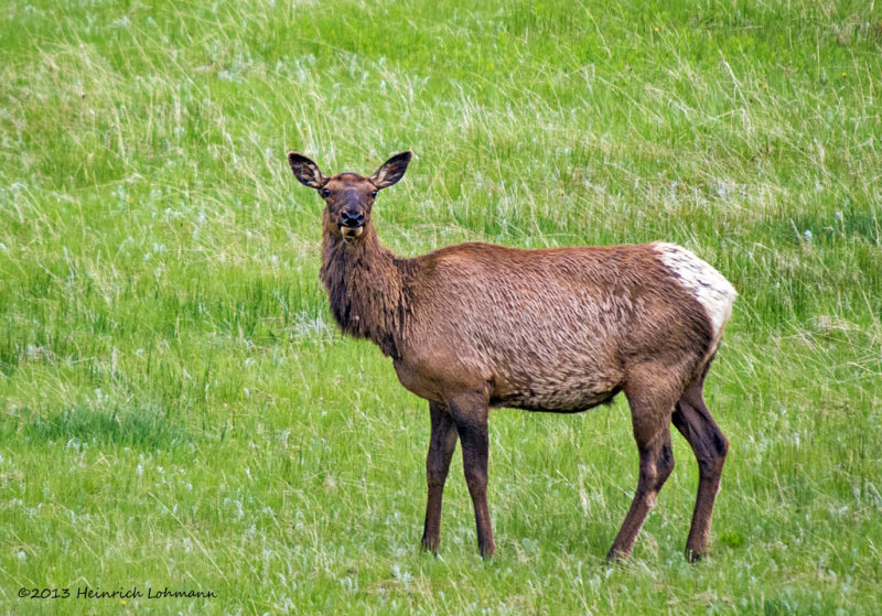 K5H0498-Elk Cow.jpg