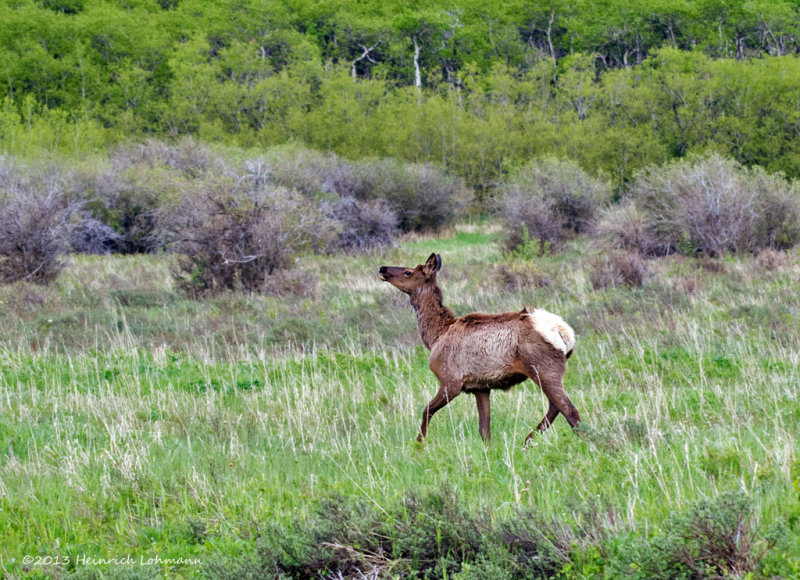 K5H0539-Elk.jpg