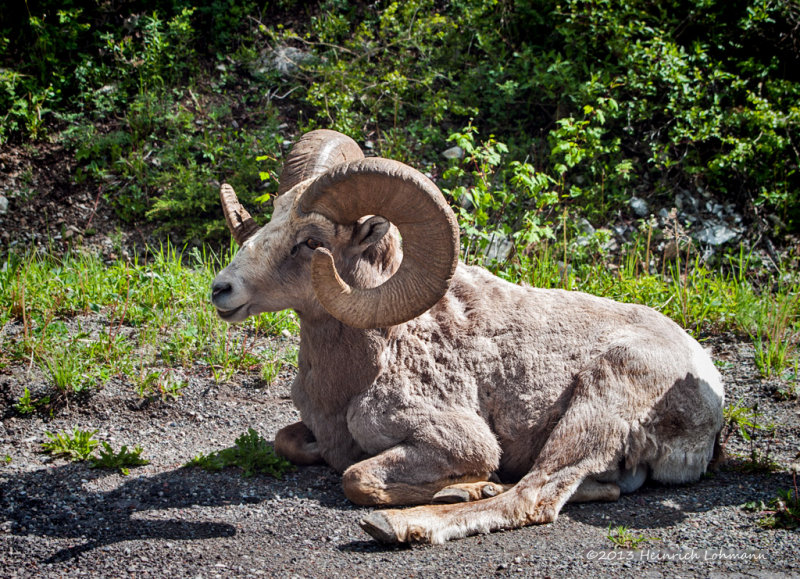 K243149-Mountain Sheep.jpg