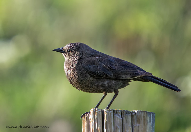 K5H3020-Brown-headed Cowbird female.jpg