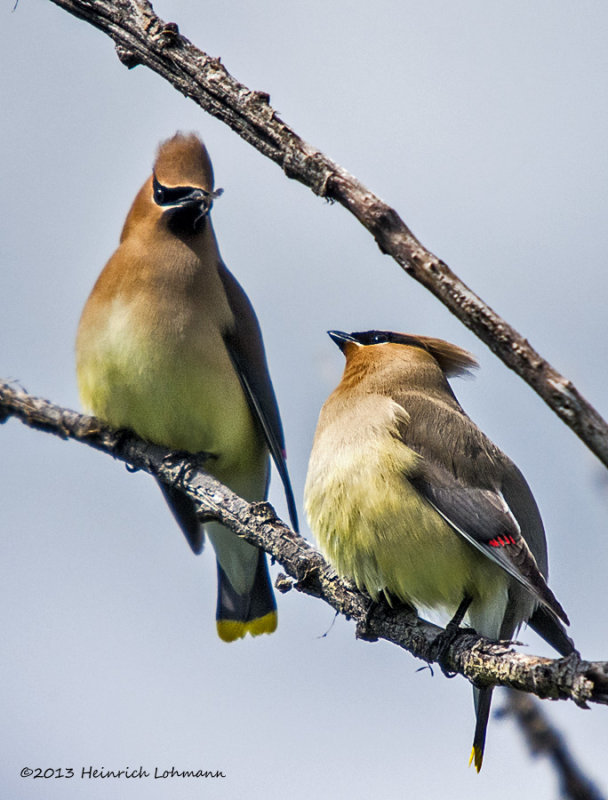 K5H3125-Cedar Waxwings.jpg