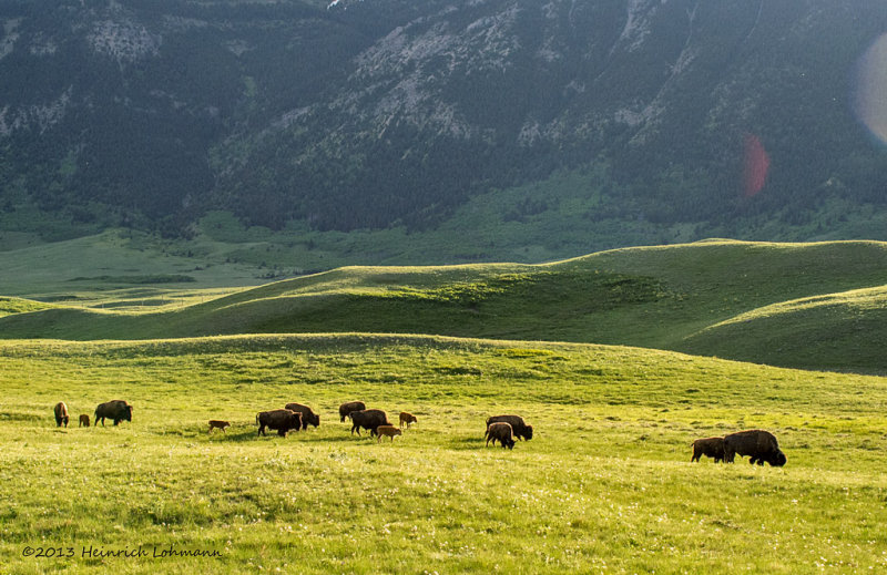 K5H3032-Bison.jpg
