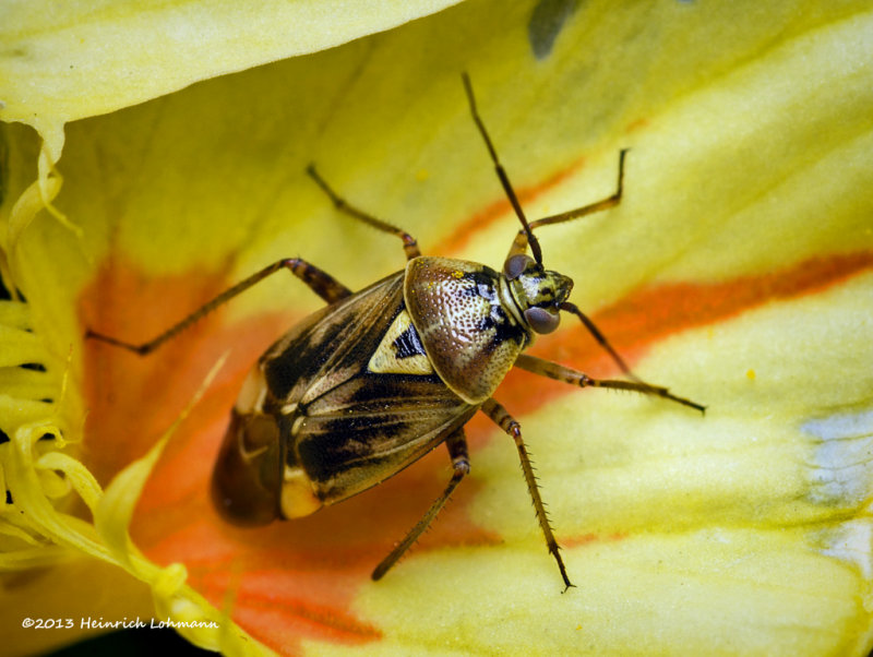 K5H7344-Plant Bug.jpg