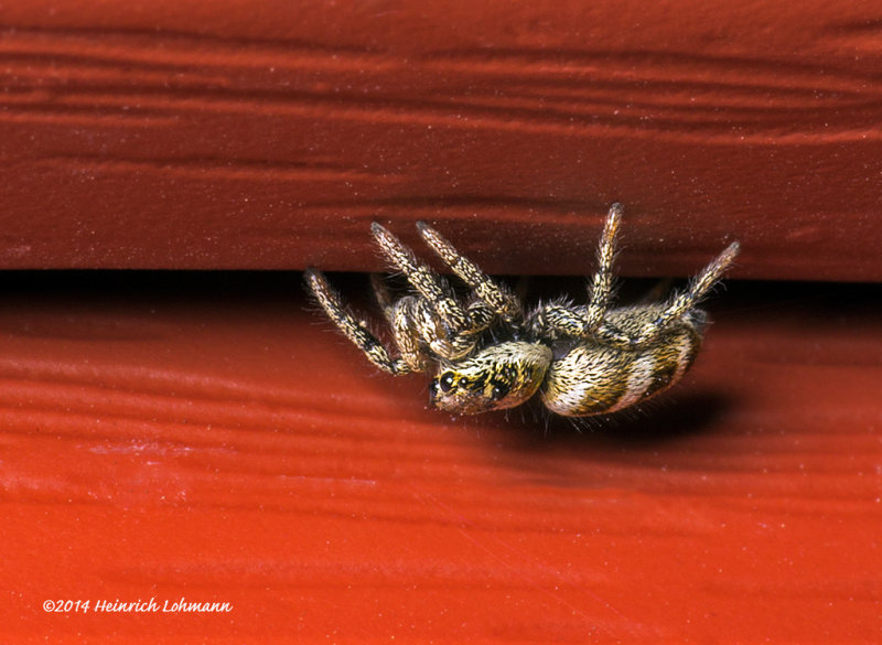 K5H7786-Metaphid Jumping Spider.jpg