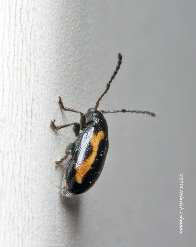 K5H7829-unidentified tiny bug-about 2mm.jpg