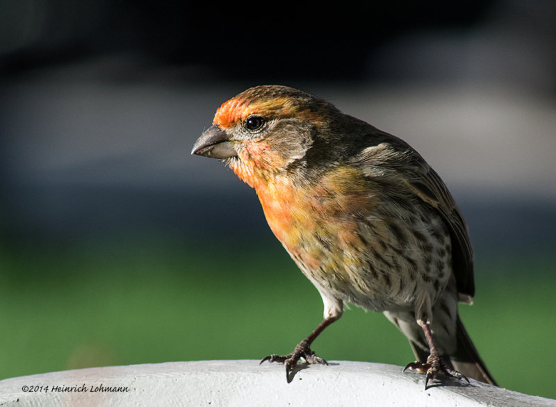 K3A5121-House Finch.jpg