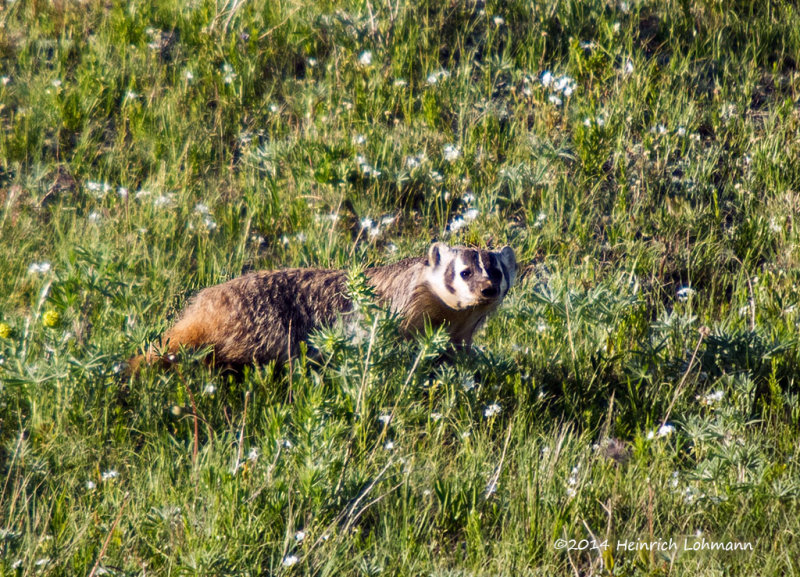 K3A7819-Badger.jpg