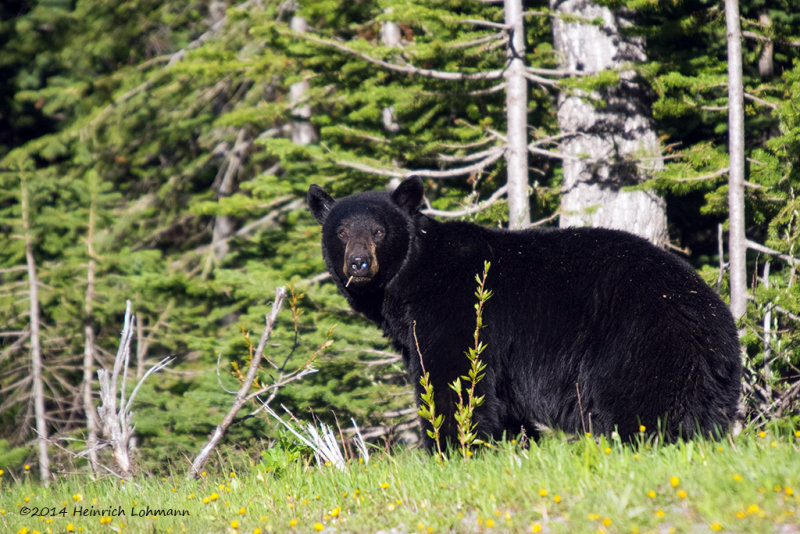K3A7917-Black Bear.jpg