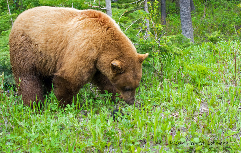 K3A8084-Black Bear.jpg