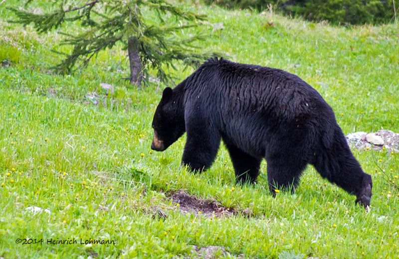 K3A8706-Black Bear.jpg