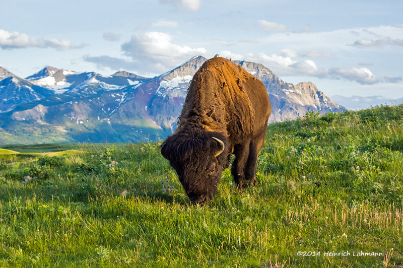 K3A8733-Bison.jpg