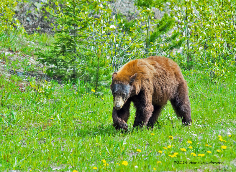 K3A8921-Black Bear.jpg