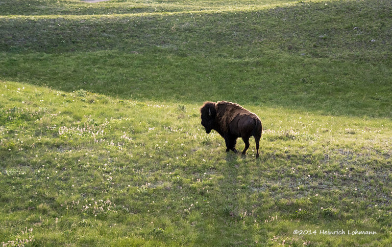 K3A9527-Bison.jpg