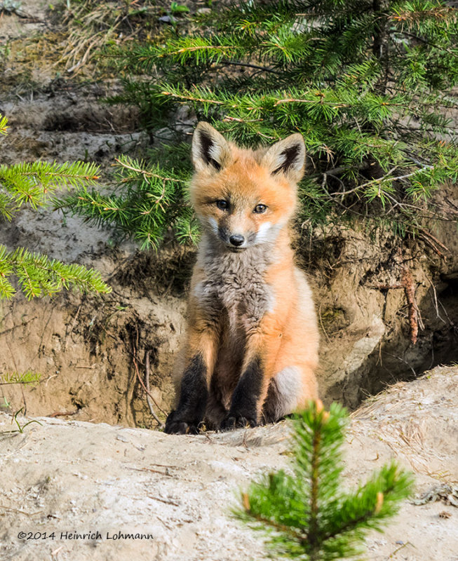 K3B0858-Fox pup.jpg