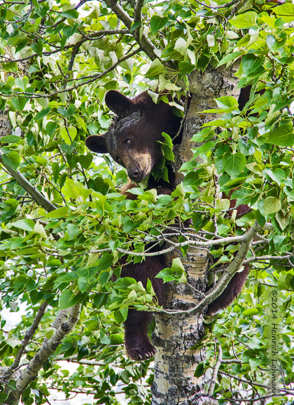 K5H9055-Black Bear.jpg