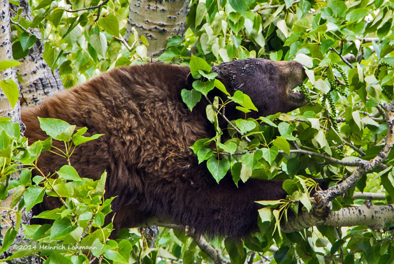 K5H9067-Black Bear.jpg