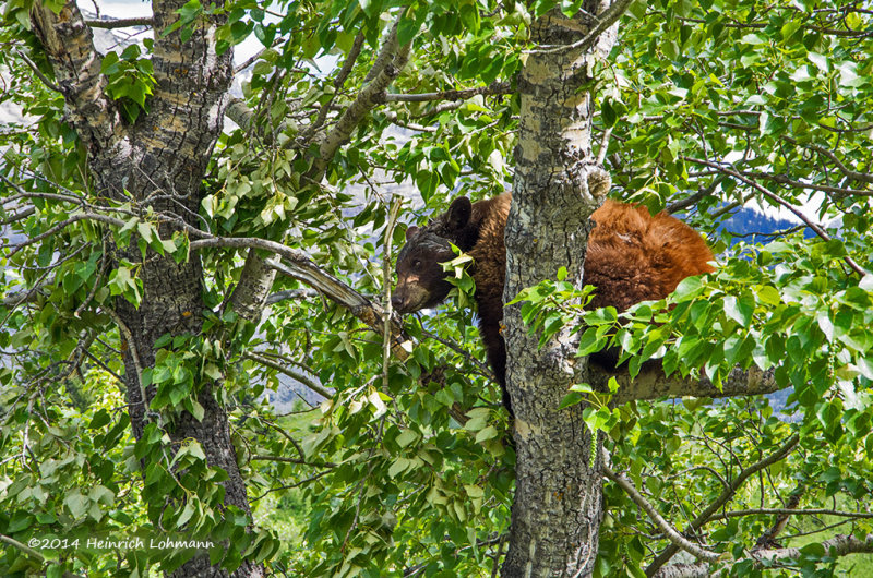 K5H9106-Black Bear.jpg