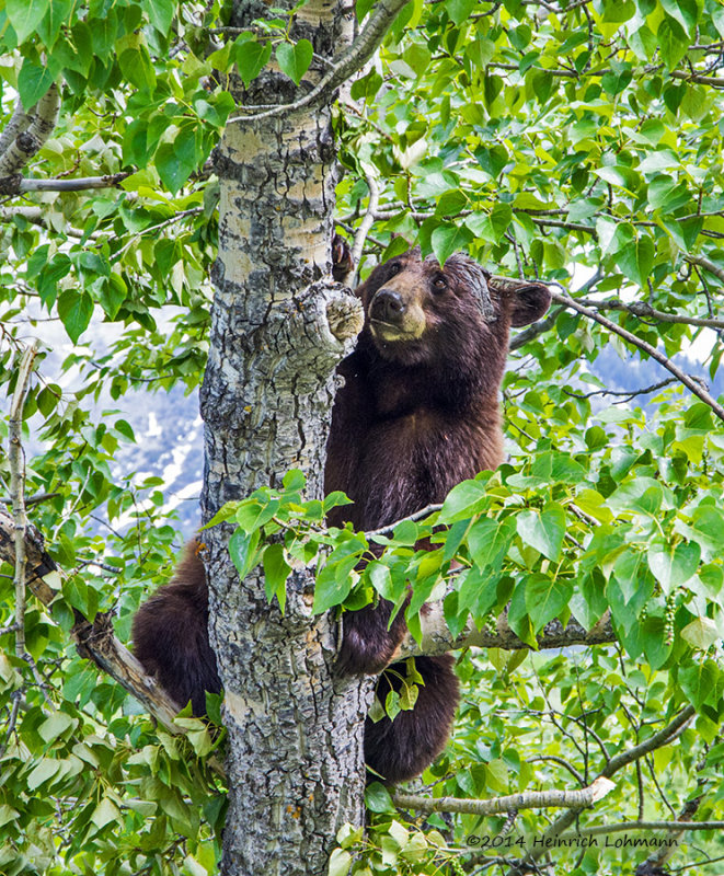 K5H9120-Black Bear.jpg