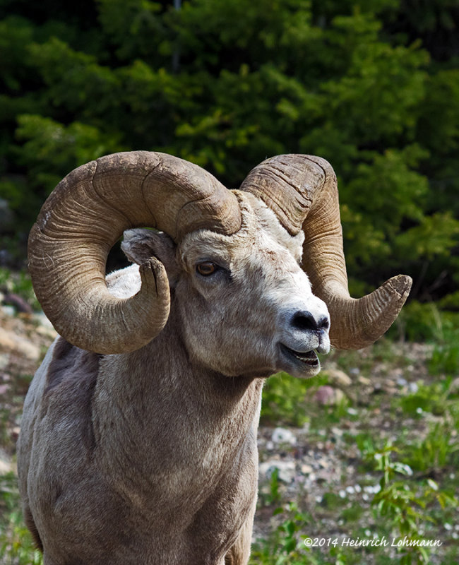 K3A5443-Mountain Sheep.jpg