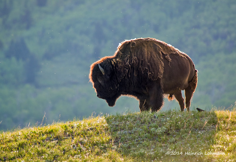 K3A5886-Bison.jpg