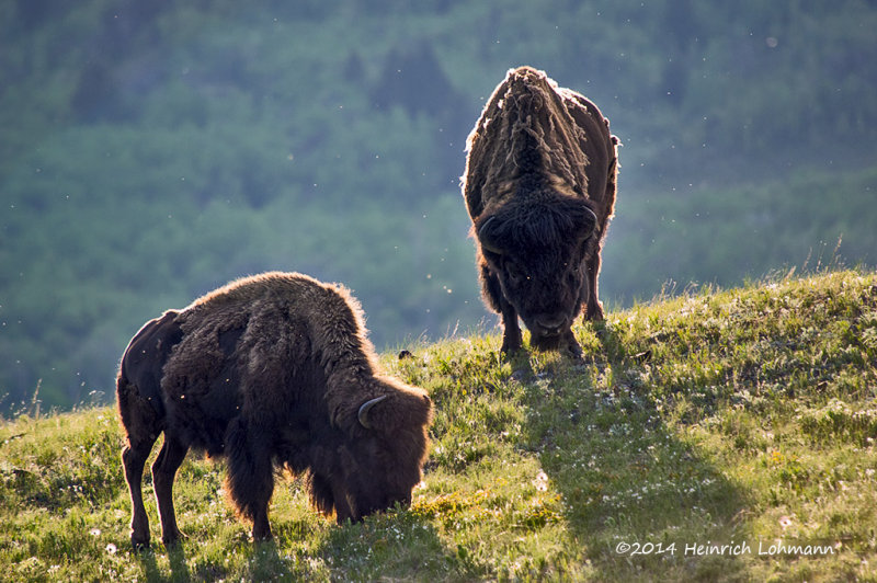 K3A5909-Bison.jpg