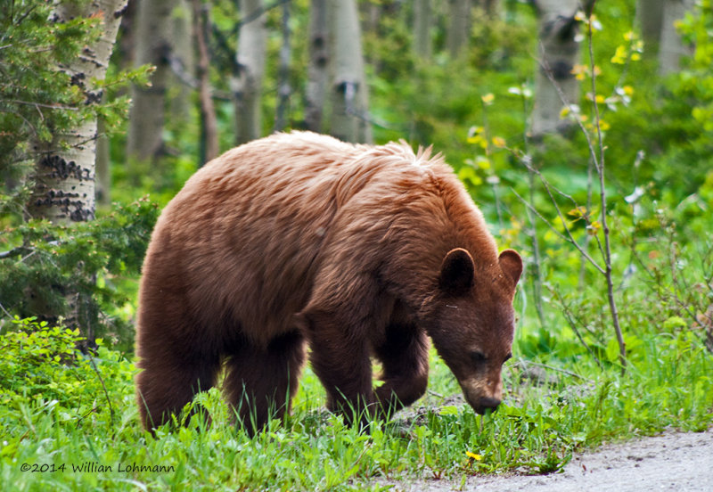 K244222-Black Bear.jpg