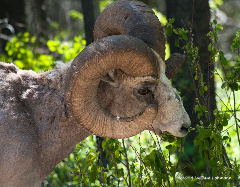 K245357-Mountain Sheep.jpg