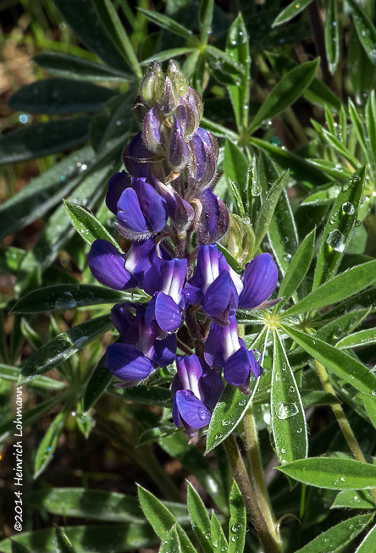 K3A9844-Lupins.jpg